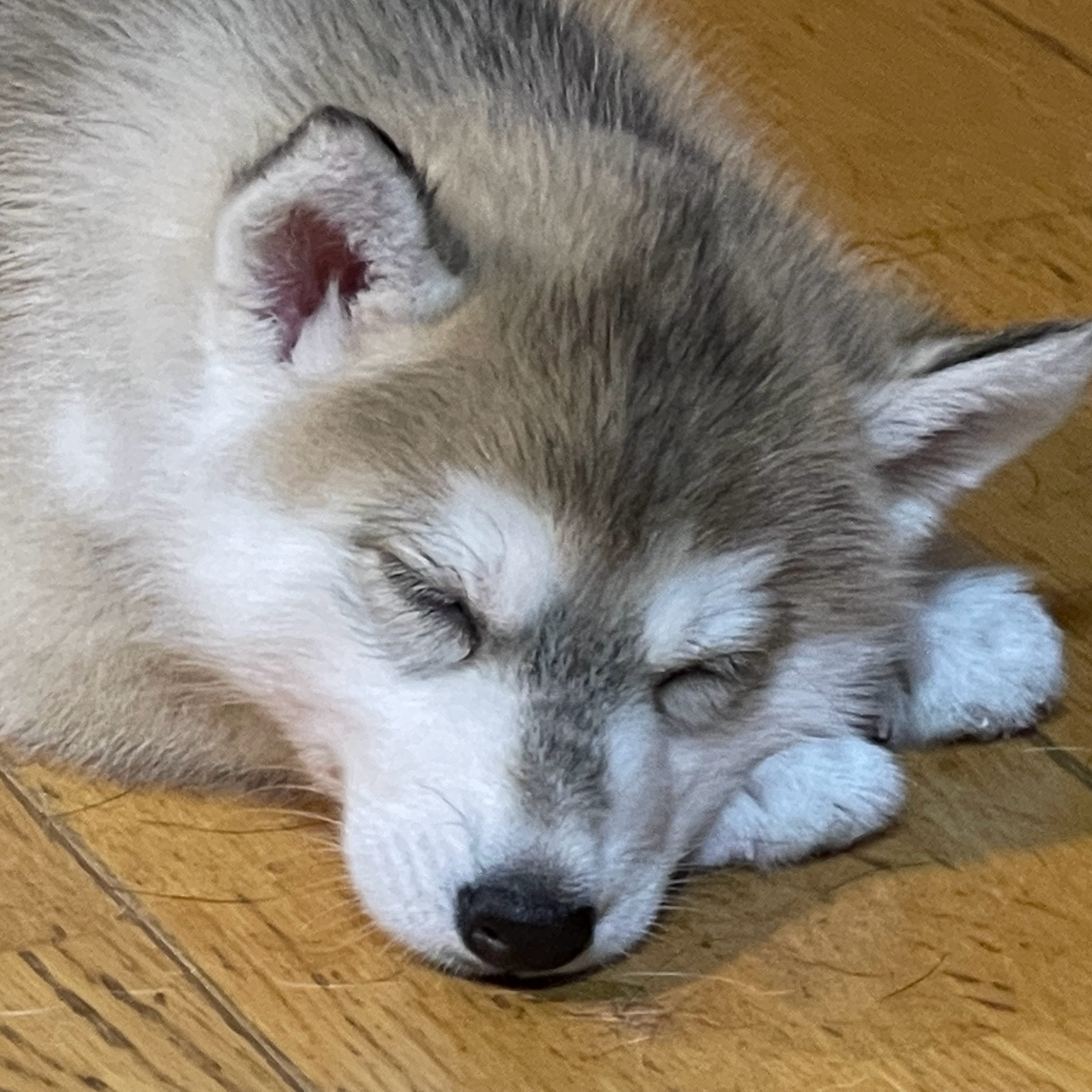 プロフィールアイコン